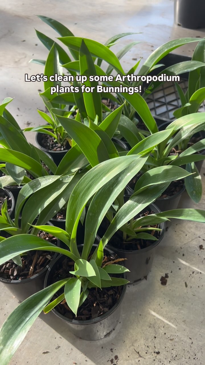 Our Arthropodium Cirratum plants have just become available for our Bunnings stores across Victoria and BOY have they been flying out the doors!
There’s a good reason they are so popular, they remain lush all year round and look great in mass plantings. They work so well in coastal gardens and will tolerate dry, exposed sites.
With a beautiful display of star shaped white flowers in spring, why wouldn’t they be a hit?! Look out for our range at your local Bunnings 🌱
.
.
.
.
#wholesaleplants #australianlandscaping #plantnursery #morningtonpeninsula #bunnings