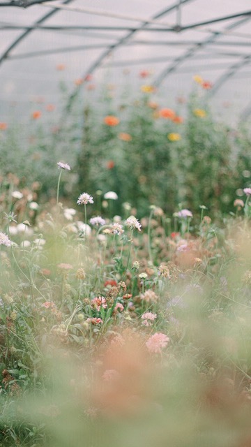 Comme take a walk through the garden with @normandygrower ! #flowerfarm #microfermeflorale #ecofleuriste #ecoflorist #jardinier #paysan