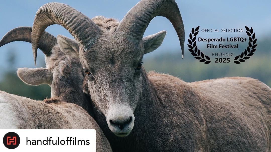 Posted @withregram • @handfuloffilms Catch #AnimalPrideDoc this Sunday @desperadofilmfestival for their afternoon features program 12pm. 📣 Time to get #homosocial 🫶 like these #BigHornSheep spotted in Radium, BC featured in our #documentaryfilm #naturedoc - #bighorndoitbest #animallovers
@cbcdocs