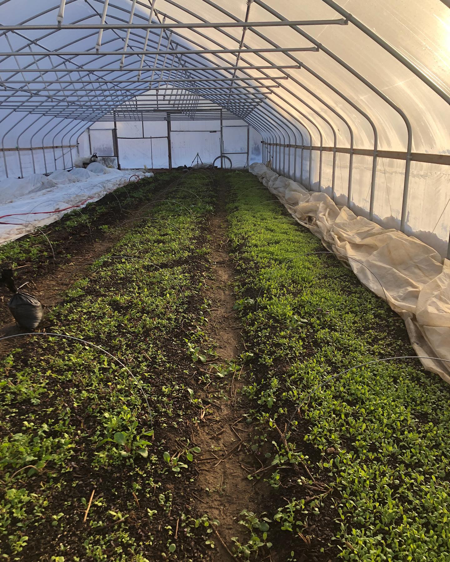 Baby salad, arugula, and lettuce in the high tunnel!
