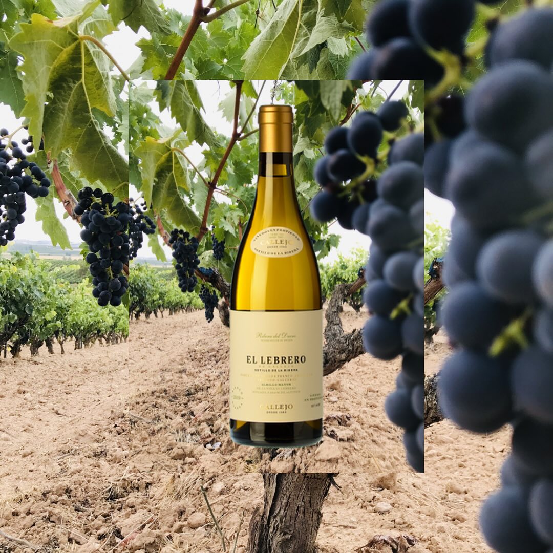 #TasteItTuesday – Exploring the Acclaimed Wines of Bodegas Félix Callejo
Building upon our previous spotlight on Bodegas Félix Callejo, today we delve into their distinguished wine portfolio, showcasing the craftsmanship and dedication that define their wines. Each bottle reflects a commitment to quality, tradition, and the unique terroir of Ribera del Duero. 🍷✨
🍇 El Lebrero
This distinctive white wine, crafted from the Albillo Mayor grape, undergoes aging on lees in oak and concrete. The result is a beautifully textured wine with bright acidity and layered notes of citrus, stone fruit, and subtle spice.
🍇 Viña Pilar
A traditional Clarete blending red and white grape varieties, this medium-bodied wine offers a harmonious balance of red berry flavours and refreshing acidity.
🍇 Flores de Callejo
A youthful and vibrant Tempranillo, this wine bursts with juicy red fruit flavours, soft tannins, and a silky mouthfeel, making it an excellent introduction to the Callejo style.
🍇 Parajes de Callejo
Sourced from select vineyard plots, this wine is both concentrated and fresh, featuring dark fruit, violet aromas, and a long, mineral-driven finish.
🍇 Majuelos de Callejo
Crafted from the estate’s oldest vines, this Tempranillo delivers remarkable depth and complexity, with layers of blackberry, spice, cocoa, and well-integrated oak.
🍇 Félix Callejo 2016
As the estate’s flagship wine, this powerful yet refined expression showcases dark fruit, earthy undertones, and a structure built for aging.
Each of these wines embodies the passion and precision of Bodegas Félix Callejo. Have you had the opportunity to taste any of these exceptional wines? Share your thoughts below! 🍷👇
#TasteItTuesday #FelixCallejo #RiberaDelDuero #WineLover #SpanishWines