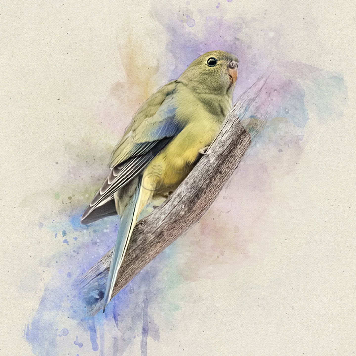 "I am a firm believer in serendipity - all the random pieces coming together in one wonderful moment, when suddenly you see what their purpose was all along. "
- David Levithan
.
.
.
.
.
.
.
.
.
#bluewingparrot #pixelpurrrfectphotography #exquisitepics20_australia #rebel_artandedits #mcl_arts #illustrious_art #artistry_flair #super_photoeditz #edit_lovers_united #wildlife_artistry #birdsofaustralia #Creative_AnimalArt #bpa_arts #rebels_nature #rebels_united #explore_wildlife #wonderland_arts #art_andfact #galleria_of_grace #illustrious_magic #dreamland_arts_of_nature #rawedit_ #exquisitepics20_animals #australianbirds #wildlife_artists #everything_animals #nature_perfection #everything_imaginable #gf_edits #pictasart