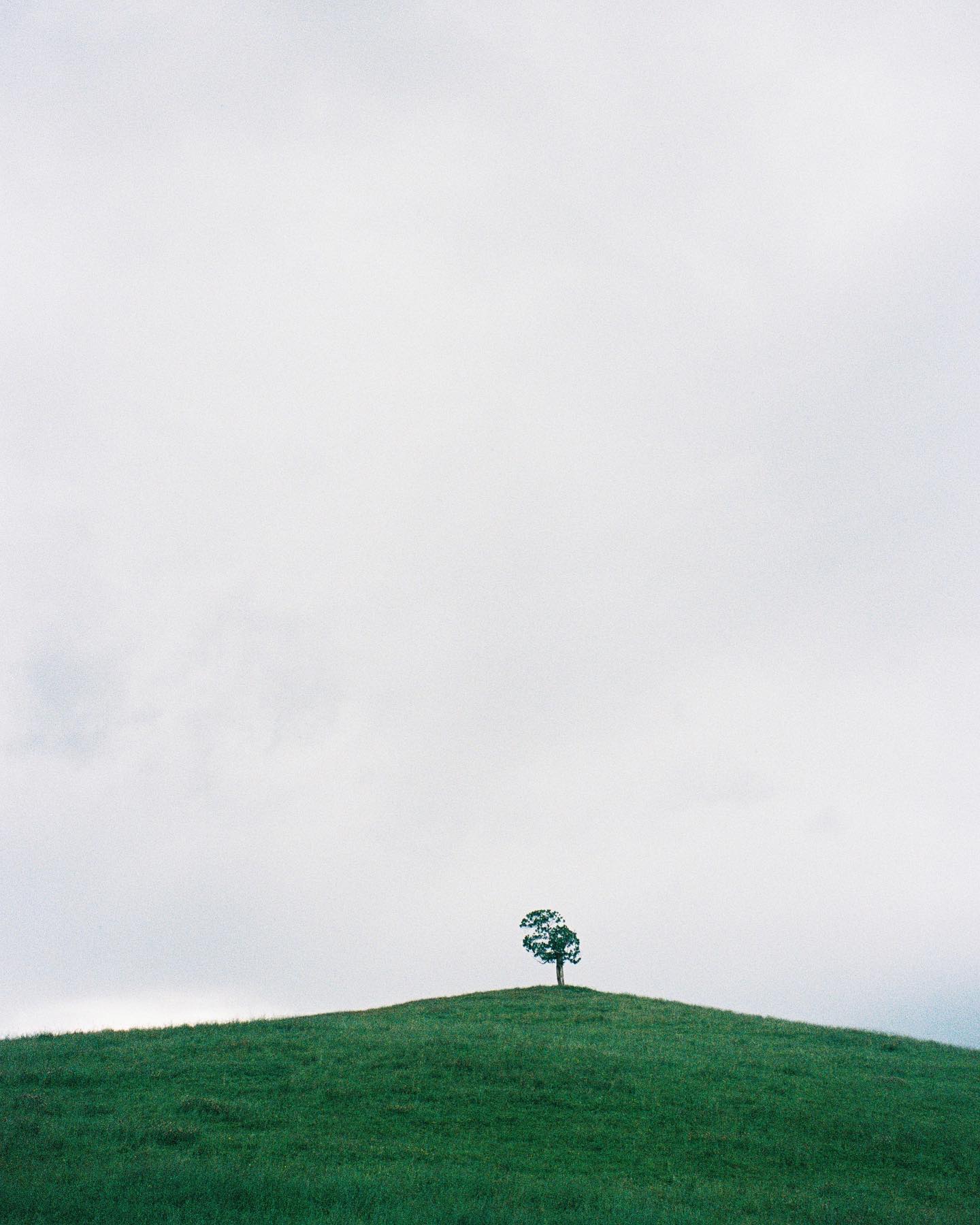 Loneliness 🌳
#kodak #onfilm #madewithkodak #35mm #portra400 #weddingphotographer #photographemariagelyon #weddingplannerlyon #loneliness #losttree