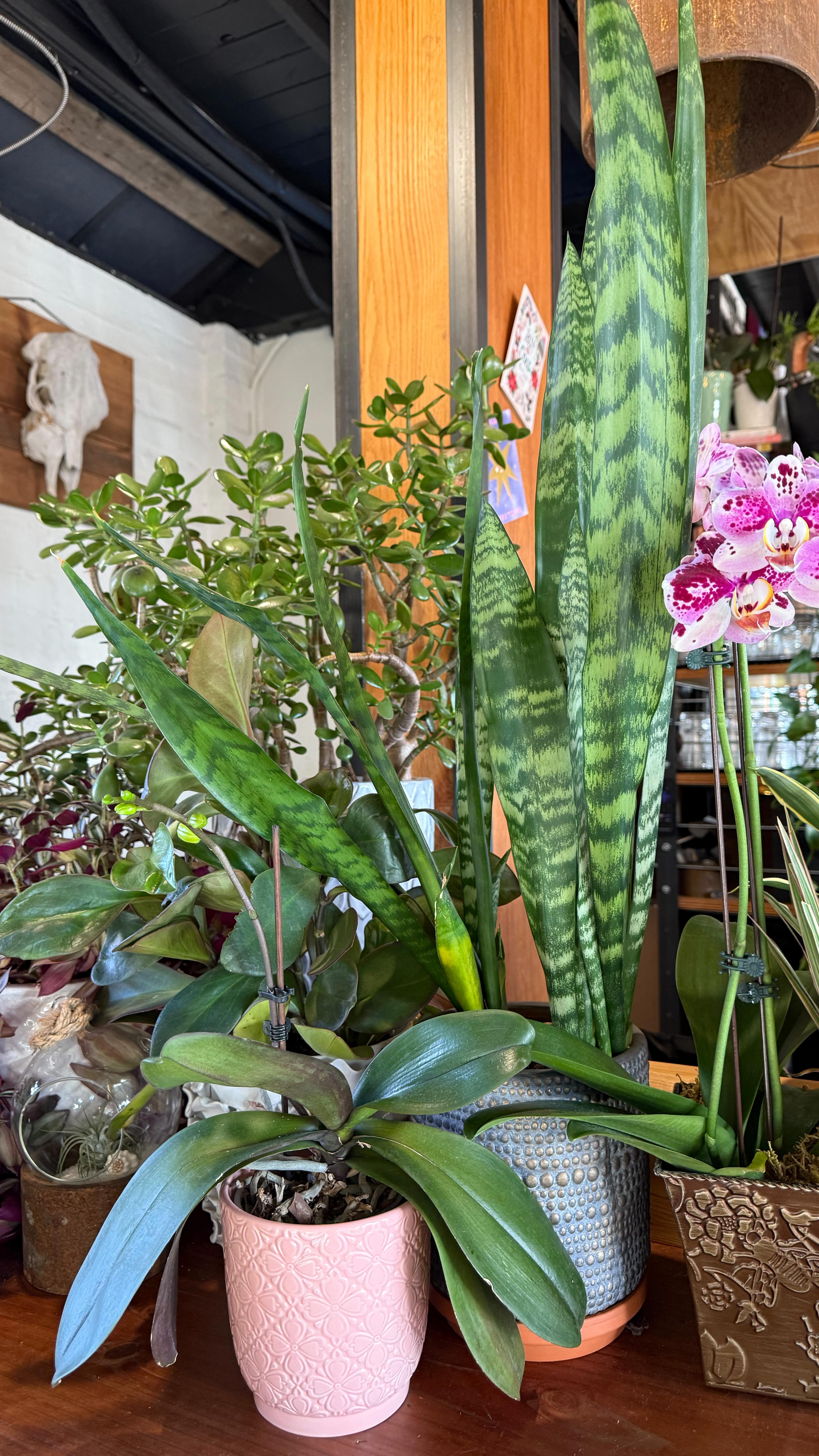 Our ladies are enjoying these sunny days, especially Brianna😉. See you at The Crow 🐦⬛
.
.
.
#crowandcart #whiteakerneighborhood #eugenebarscene #whiteakerneighborhood #cocktailsandmocktails #plantsinbars #eugenebars #shrubcocktails