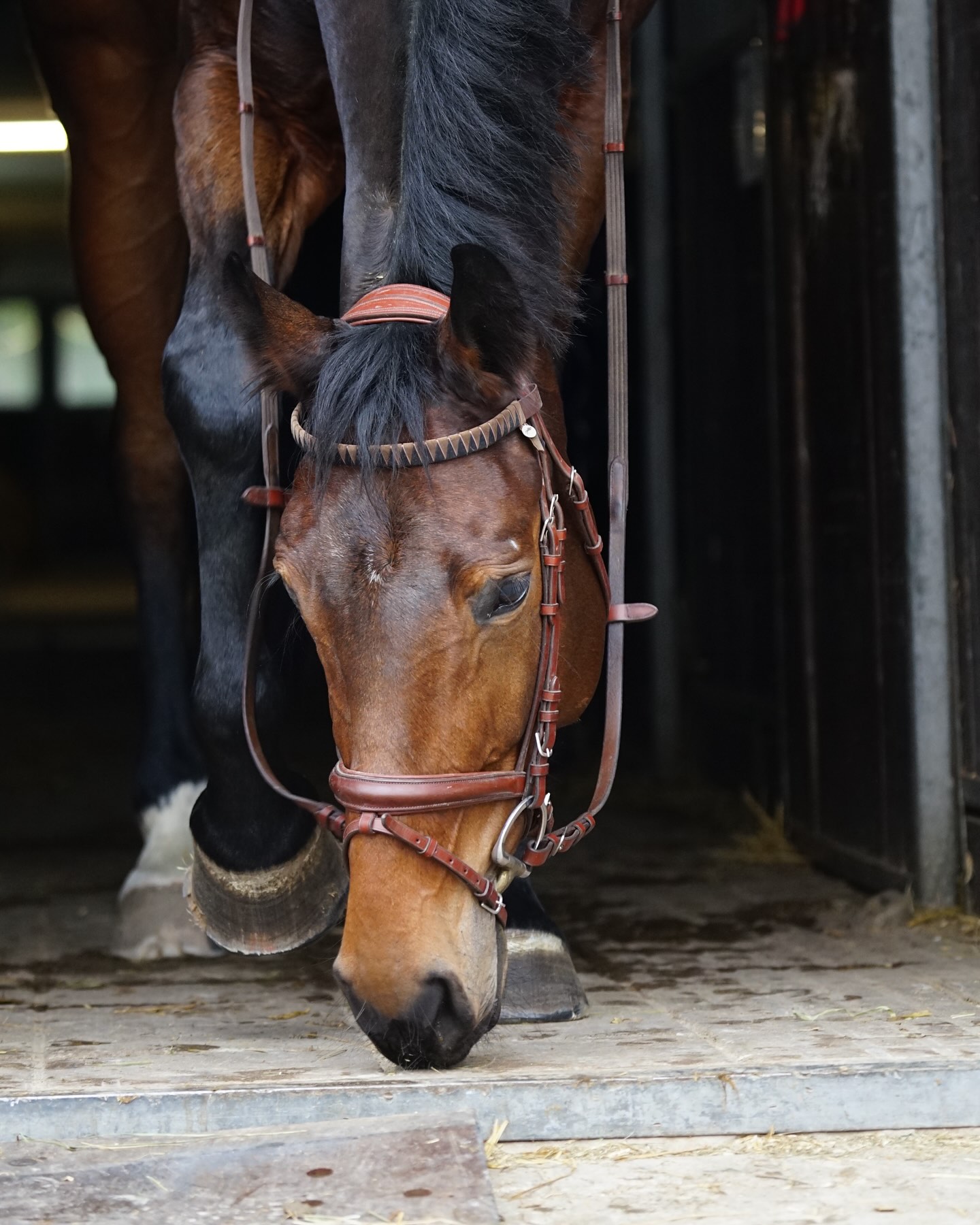 Monday Morning 🫠
Einen guten Start in die neue Woche euch allen!
Stirnriemen im Zickzack-Muster in Samt Braun und Schwarz 🤎🖤
📸 @alineckert
www.happy-jumper.com
#stirnriemen #stirnriemenglitzer #stirnriemenfürpferde #browbands #browbandbling #retro #horses #showjumping #horsefashion #horseriding #horsepower