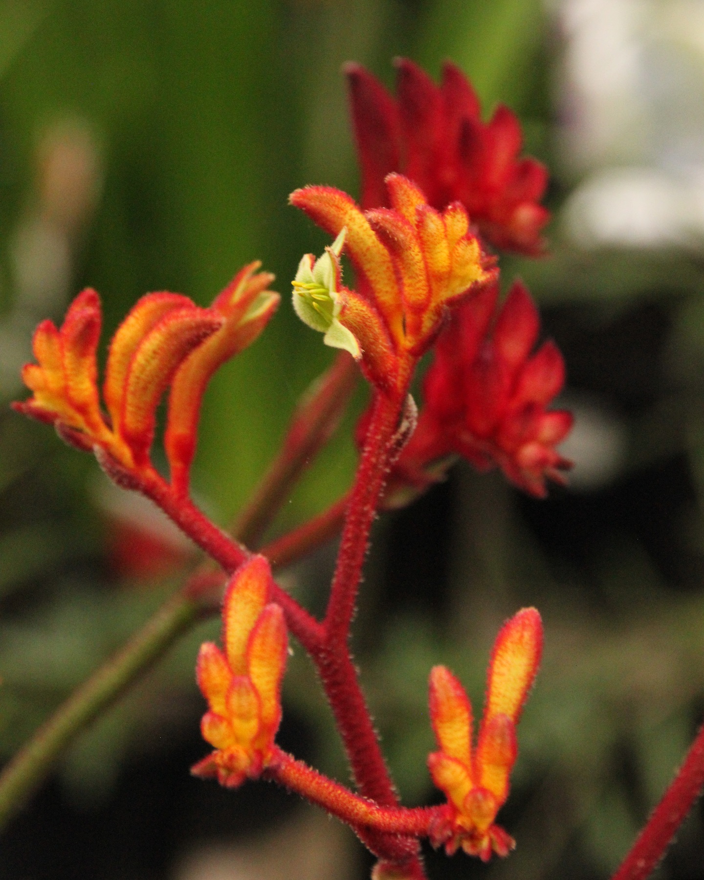 Today is not a day to celebrate. Today is a day to listen. We believe in self-determination for the Indigenous people of this beautiful country.
🔴🟡⚫️
We’ll be open as usual today from 10am-4pm.