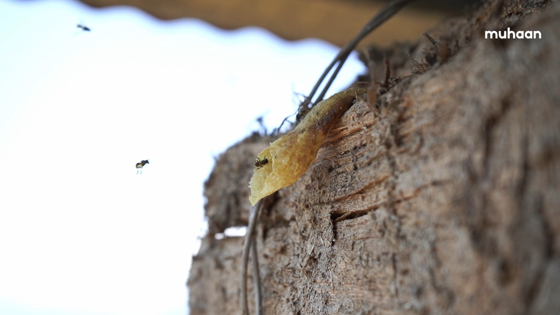 Introducing Living with the Forests - The Knowledge Keepers
Meet Dawa Tamang, a Knowledge Keeper from the serene village of Soureni in the Eastern Himalayas. Growing up amidst the rich biodiversity of the Neora Valley, Dawa inherited the art of stingless beekeeping—a tradition passed down through generations in his 43-household community.
Soureni’s unique stingless honey isn’t just a livelihood; it’s a connection to the land, a testament to harmony with nature, and a treasure of medicinal value.
This is the first in our series documenting the invaluable wisdom of Knowledge Keepers like Dawa—custodians of ecological, cultural, and ancestral heritage from forest and fringe communities. Their stories remind us that sustainable living is rooted in tradition and harmony.
Join us in preserving this legacy!
We invite you to share articles, videos, photographs, or any form of documentation highlighting the Knowledge Keepers of our region. Together, let’s conserve and celebrate these vital practices before they fade away.
Video by - Deep Chettri @deep_in_deep_
#KnowledgeKeepers #SustainableLiving #EasternHimalayas #StinglessHoney #ForestCommunities #ConservationStories #CulturalHeritage #NeoraValley #LivingWisdom