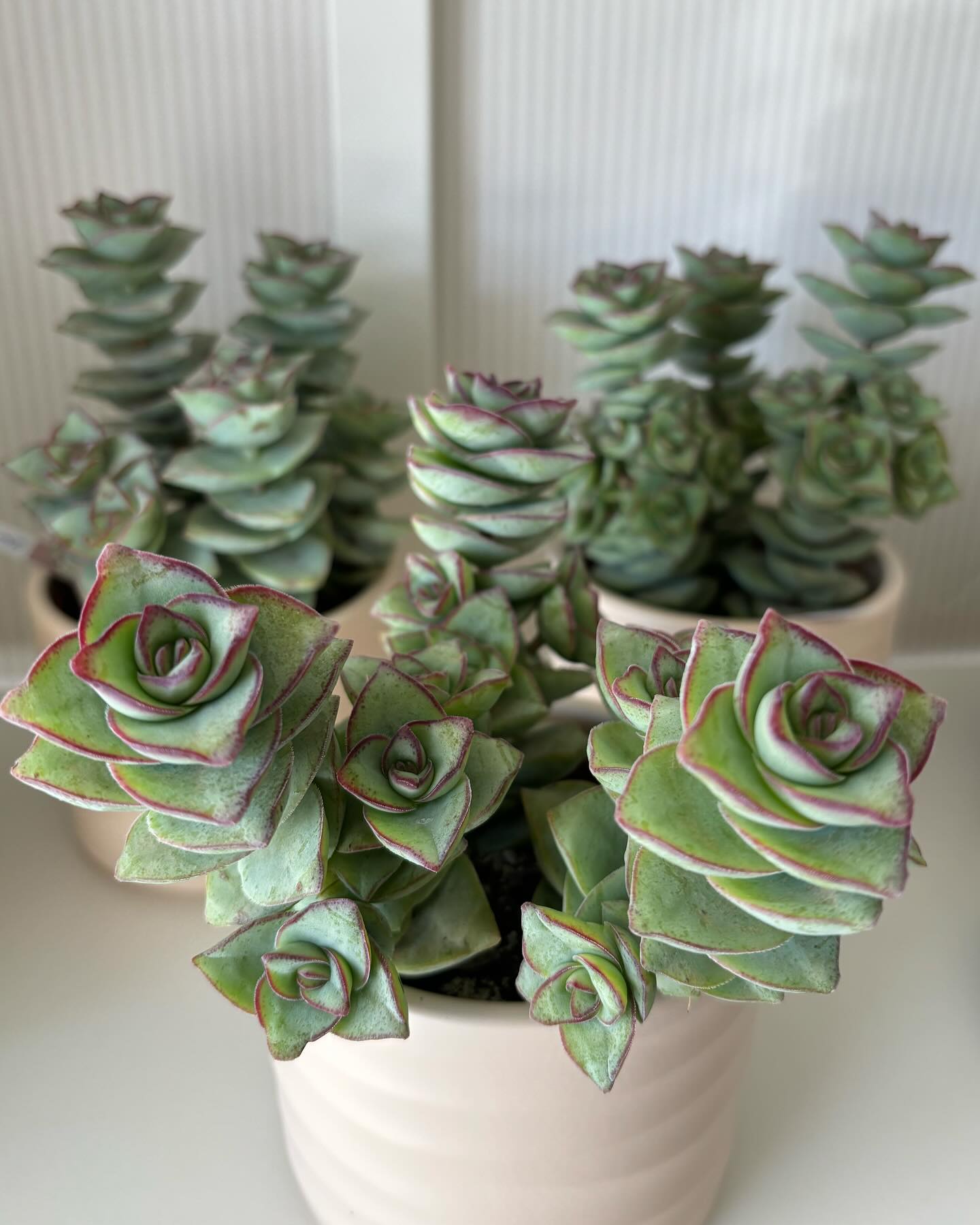 Pflanze-liebii 🪴
#grünpflanze #green #geschenk #floristik #blumenladen #kukka #plant #allmendingenbeithun