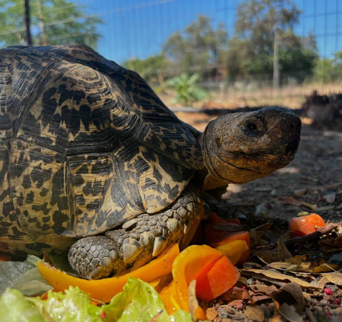 Hello you! 👋 Het leuke aan het wonen in Zuid-Afrika is dat je soms onverwachts bezoek krijgt. Deze prachtige bergschildpad wandelde ineens bij Yara door de tuin en besloot een paar dagen te blijven. Daarna was het weer tijd om verder te gaan.
Welk onverwachts bezoek hebben jullie al eens gehad? 🐢
#zuidafrika #wildlife #safari #droomreis #reizenmetkinderen #southafrica #maatwerk #kaapstad #northerncape