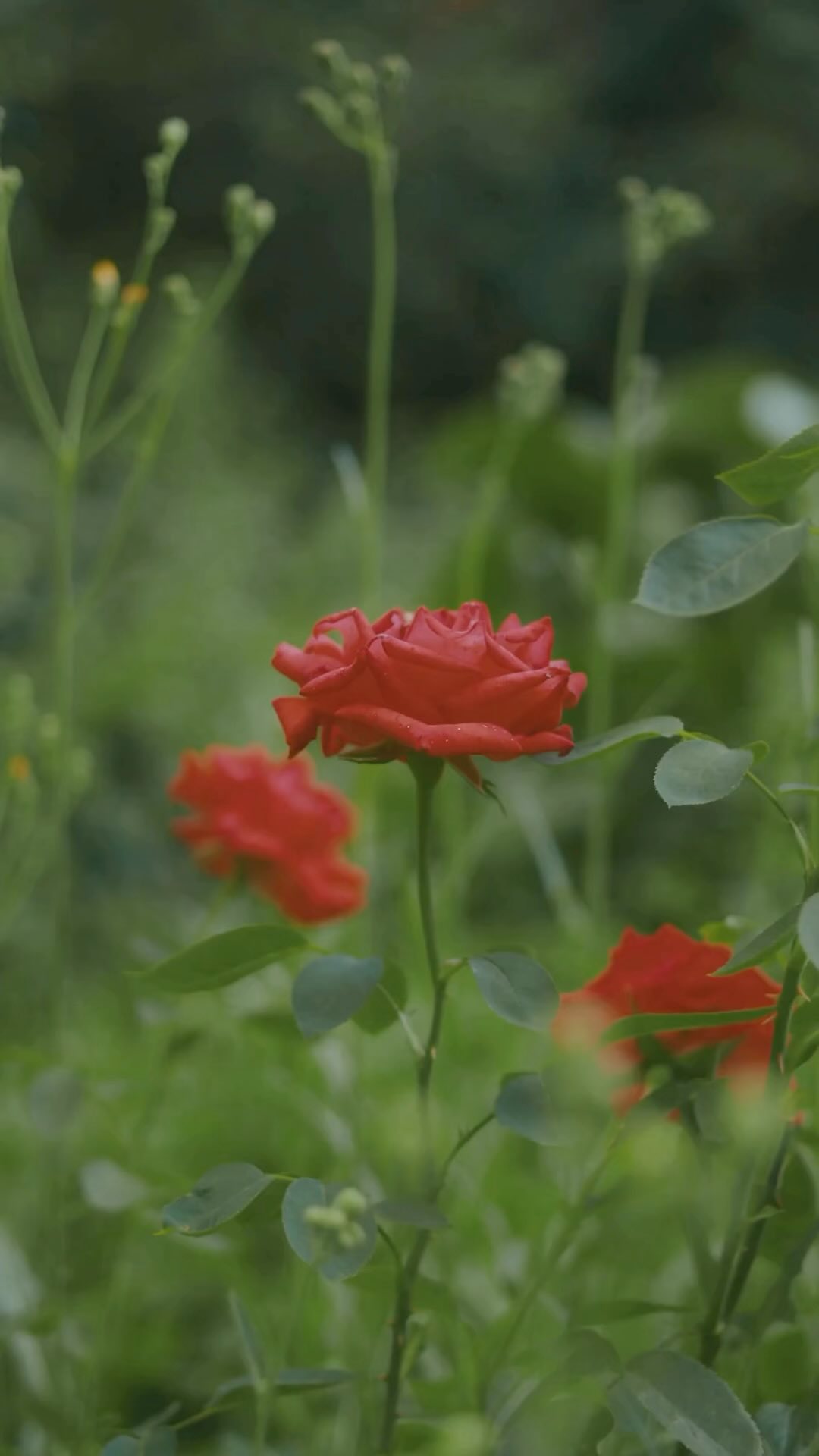 WE LOVE LOVE 🌹💕
To celebrate the day of love, we’re gifting one winner their choice of Organic Sourdough Loaf AND their choice of Katharos’ famous gluten free, no sugar added sweet treats- Banana Chocolate Chip Loaf or one dozen Classic Chocolate Chip Cookies 🍪 ❤️
GIVEAWAY INSTRUCTIONS:
1. participant must be following @katharosbakingco
2. Every comment is one entry- you can tag as many people as you want!
3. Share this post on your story and tag @katharosbakingco with the #LiveKatharos for 5 additional entries!
Winner will be announced on Sunday, February 16th @ 9pm ! 🍪🍞🤍
Do you prefer a cozy night in or having a fun night out celebrating Valentines with your ❤️ ?