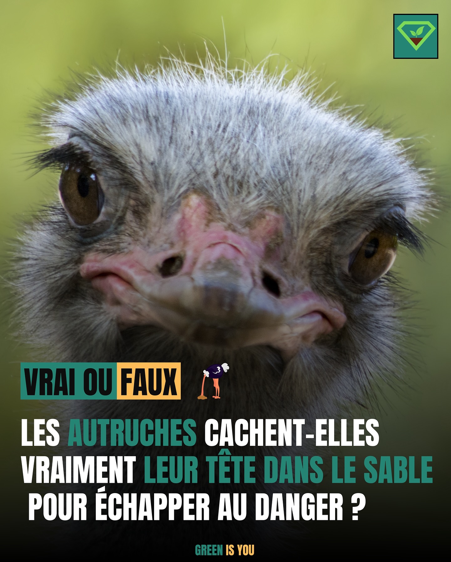 Les autruches, cachent-t-elle vraiment leur tête dans le sable pour échapper aux danger ? 🐦🪺#autruche#nature#info#lesaviezvous#culturegenerale#savoir#vraioufaux#insolite#animaux#greenisyou