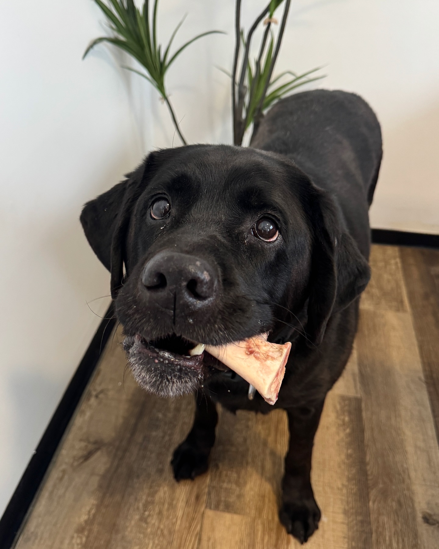 The puppy eyes of a bone thief caught in the act 👀
Honestly, they totally worked—I didn’t even notice the stolen treasure at the time 😂💕
