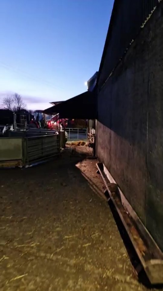 Thursday morning crows