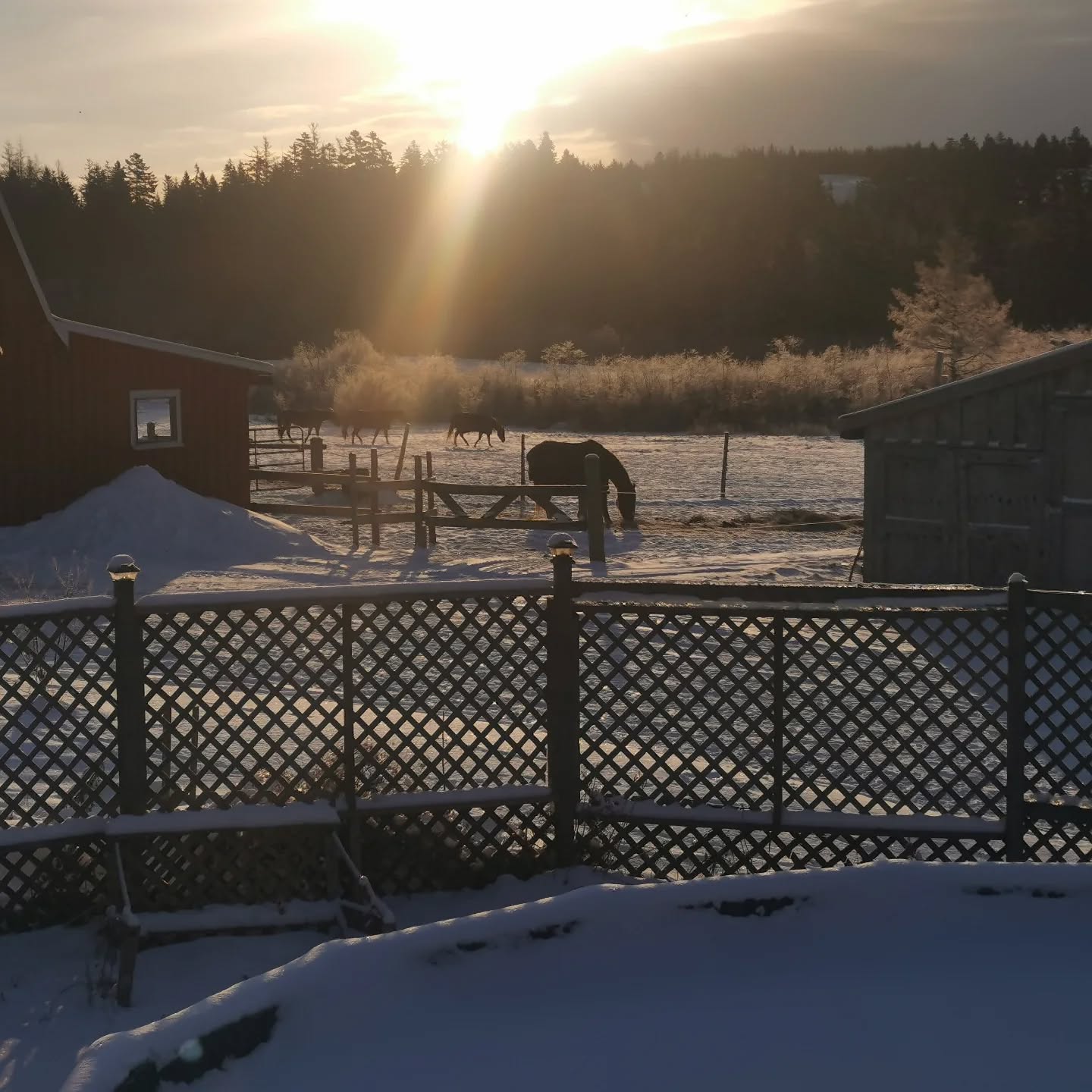 A few winter scenes. Everyone well the horses at least are relaxing but we are all dreaming of warm summer days on the beach and on the trails.
#trailriding #trailrides #horses #winter