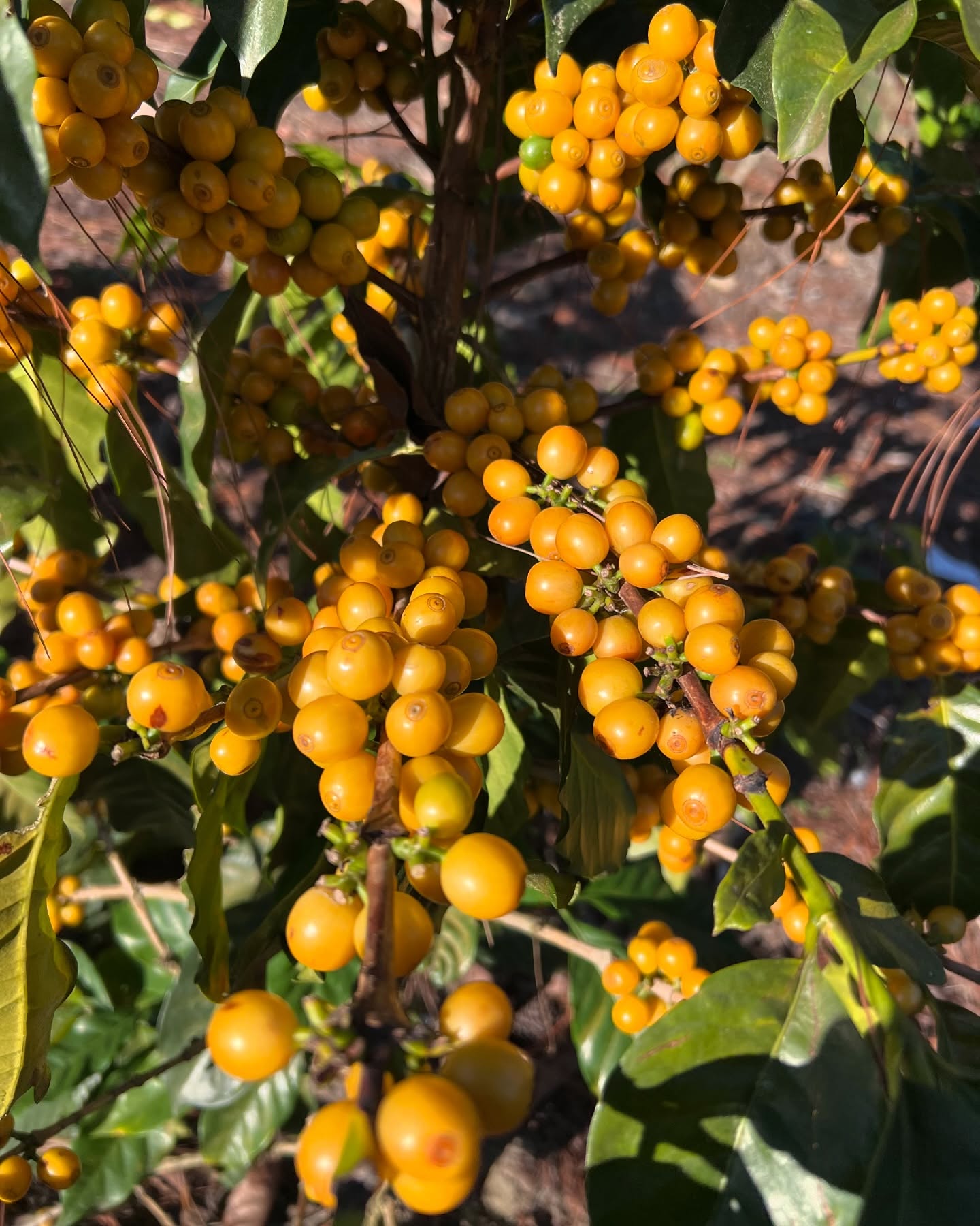 Catucai 2sl, a variety originally from Brazil 🇧🇷 that has been a huge surprise for us! Highly resistant to coffee leaf rust, droughts and highly productive. On top of that, the cup profile is amazing. We will be sharing the profile with you soon