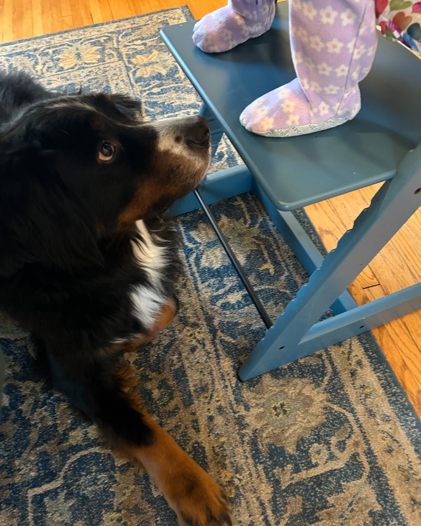 “Please drop something, please drop something, please drop something” 🙏🏼
Ernie is learning to be a gentle and respectful big brother. He either lays down at baby sister’s feet or backs his bum up against the wall so he’s out of chomping range.
#ernieoftheday