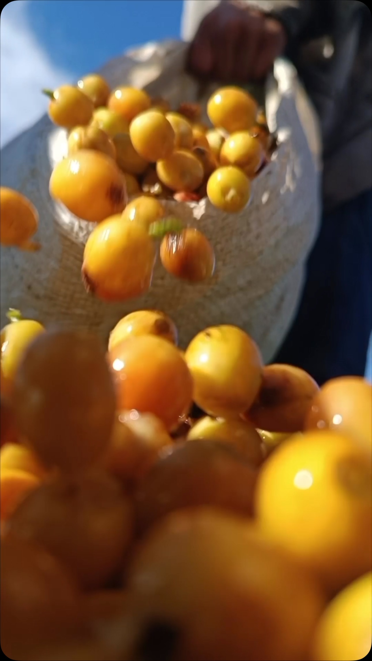 🧑🌾 Harvesting perfect yellow catuai (actually, no coffee comes out perfect without effort—we sort and sort to make it that way).
🔗 Reach us at the links in our profile.
#greencoffee #specialtycoffee #nicaragua #naturalprocess #honeyprocess #thirdwavecoffee #anaerobiccoffee #pacamara #worldofcoffee #directtrade #directtradecoffee #wocdubai #coffeeprocessing #sustainablecoffee #dubaicoffee #coffeeroaster #coffeesorting #coffeeroasting #coffeefarm #dubairoaster #goldmtncoffee #coffeefarmers #coffeefermentation #carbonicmacerationcoffee #nicaraguancoffee #wocdubai2025 #dubaispecialtycoffee #microlotcoffee #lavender #dubai