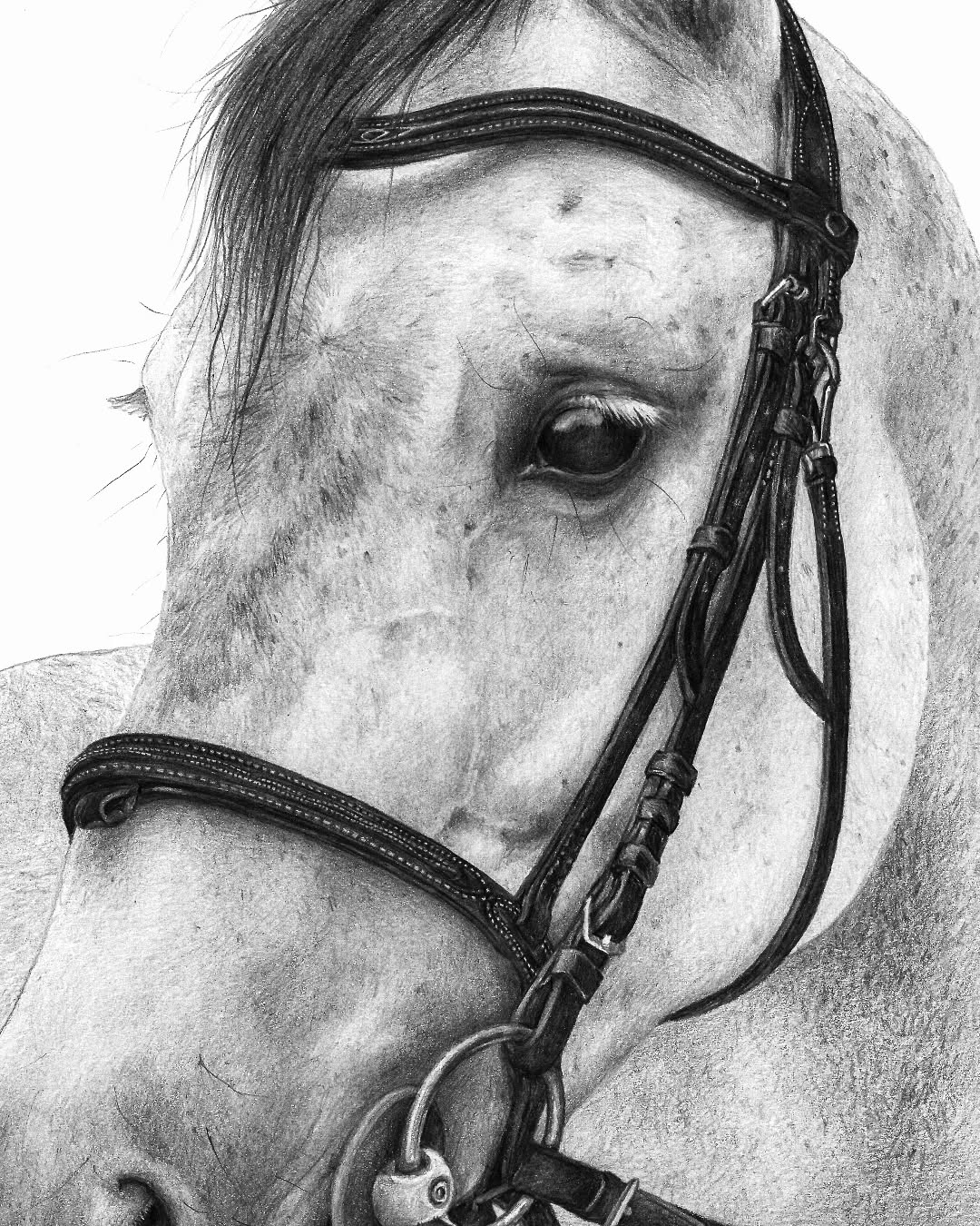 Een portret van een schimmel op een wit papier!?!?
Jazeker!
Dat geeft net een heel rustige look en feel waardoor de details er nog nét dat beetje meer uitspringen! 🤍🖤
Ook verliefd geworden op deze stijl?
Info en boekingen via www.atelierbyerica.com/werkwijze-portretten
'Zilke-2021' - Privé collectie
#art #horseportrait #horseart #pencildrawing #graphitedrawing #sporhorse #handmade #drawing #localartist #atelierbyerica