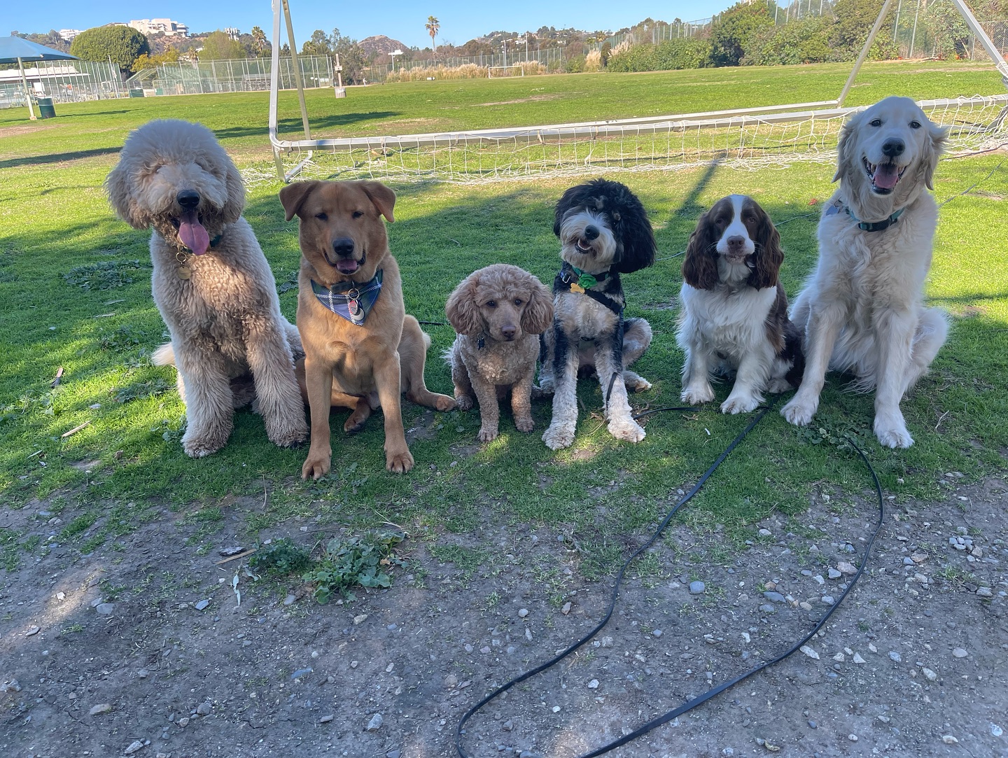 .
.
.
.
.
#packwalks #packwalk #dogwalker #dog #dogwalking #dogwalkerlife #dogwalkersofinstagram #dogwalkerslife #dogwalkers #dogs #doglover #hikingla #lahiking #hiking #dogsofinstagram