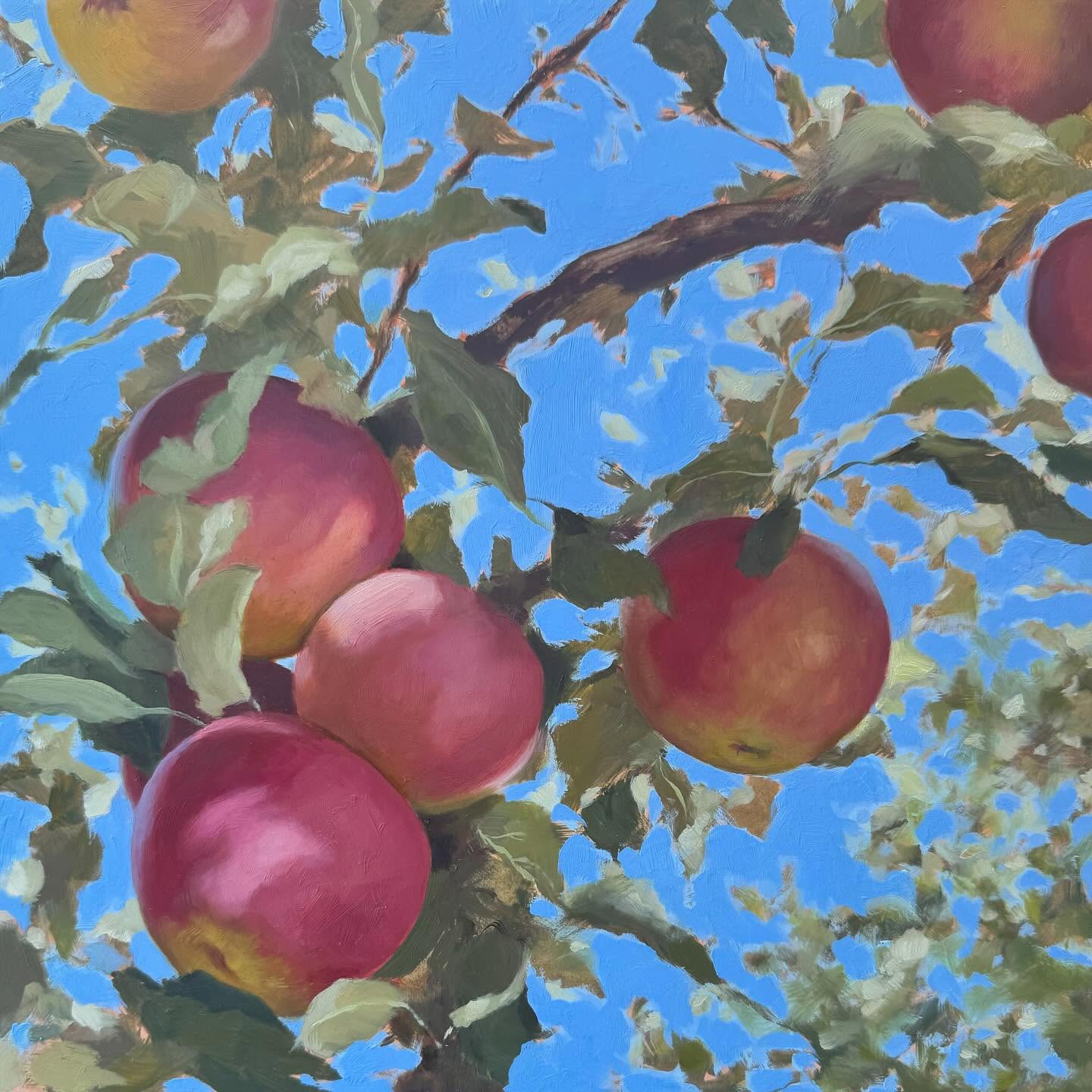 12x12 oil on panel. This one is buddies with the other apple painting I posted not too long ago. And don’t you love it that “apple” always autocorrects to capital A Apple? We see you Apple, ok? 😆
#applepainting #oilpainting #artgallery #artforyourhome #oilpaint #mgraham #applecupertino #womenartists