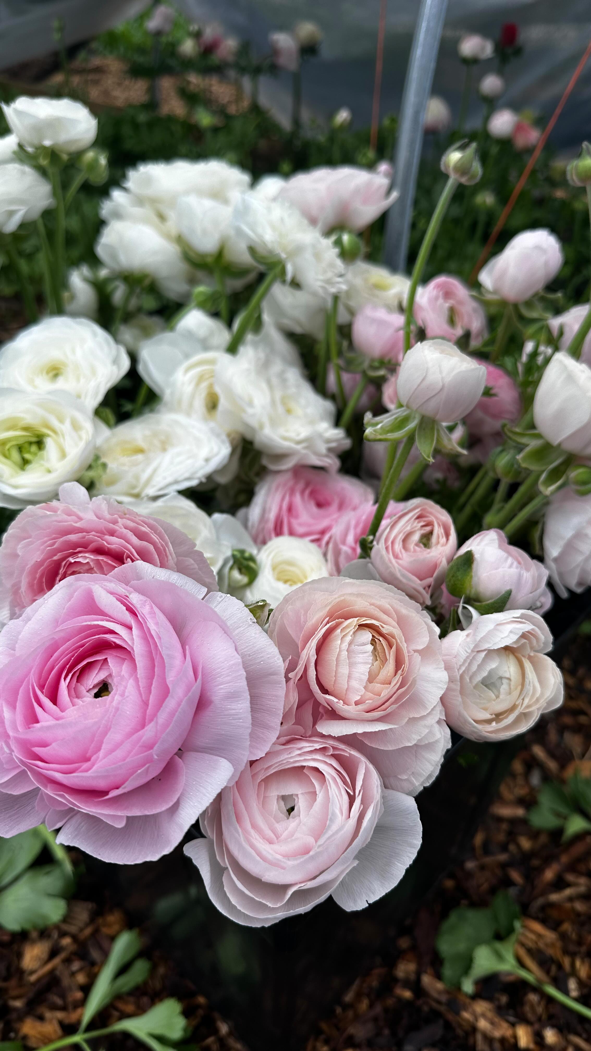 Got all of last yearsā saved (by the skin of my teeth) ranunculus corms soaked and pre sprouted! I love seeing how many new corm BBs they made. Hoping for a wonderfully beautiful season and Mothers Day Blooms!!!!
#flowerfarm #smallfarm #garden #flowerfarmer #blooms #ranunculus #2025