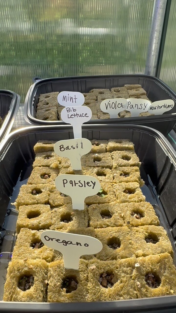 Check out the babies growing in our greenhouse @winters_center_for_autism. #growingwithplantup #plantup #plantswithapurpose #growyourownveggies #verticalgrowing