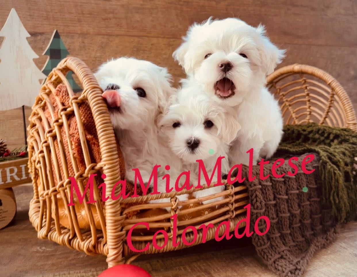#puppy #puppylove #maltese #maltesepuppy #cute #cutedogs #love #animals #foryou #baby #babygirl #babyboy #malteselovers #doglovers #bark