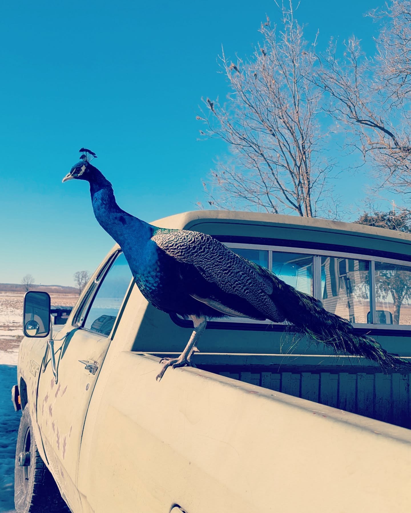Our pair of India Blue peafowl are almost 2yrs old which means we may get eggs this year! 🤞🏻 Unlike chickens who mature at 4-6 months, it takes peafowl 2-3 years to fully mature. Our boy has been really working on his feather train this winter and should be glorious by Summertime!
#peafowl #peacocks #peacocksofinstagram #farmhouse #farm #farmtruck #birds #vintagestyle #vintage #countrylife