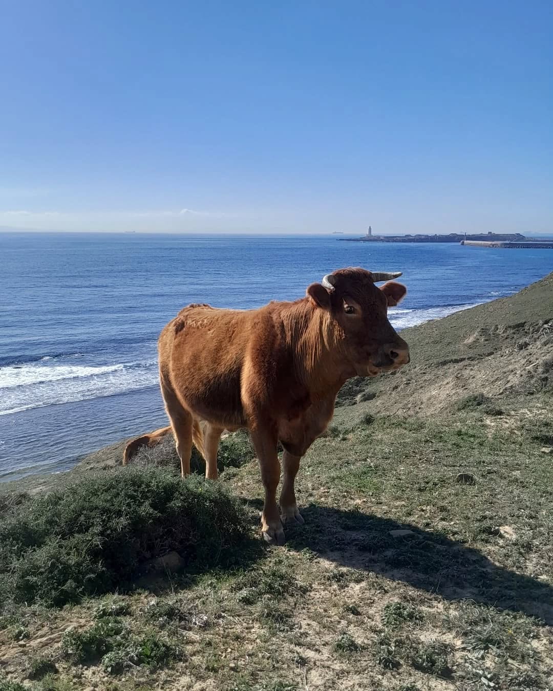 Discover the perfect starting point to explore Tarifa! 🏞️✨
Stay at High Flyers Kite House and set off on an adventure along the European Path, which begins right here. 🌍🌿 Part of the famous GR-7, this long-distance trail connects Tarifa, the southernmost point of Spain, to Greece, passing through breathtaking landscapes.
Along the way, you’ll encounter natural parks like Los Alcornocales, stunning mountains, beautiful beaches, historic villages, and rich Mediterranean biodiversity. And don’t be surprised if you come across cows grazing peacefully along the route — a charming touch of rural Spanish life. Whether for a short stroll or a long journey, the European Path offers culture, nature, and unique moments with every step!
#Tarifa #NatureAdventure