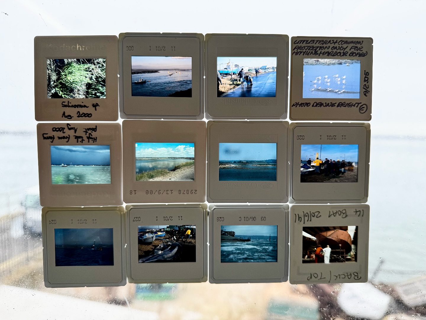 Check out this collection of old slides we’ve found in the loft annual clear out! The oldest spot is from 1991 when our moorings barge, Delilah, was being built! ⛴️ A personal favourite is the collection of Little Terns at the Old Oysterbeds, Hayling Island🪺🐥
