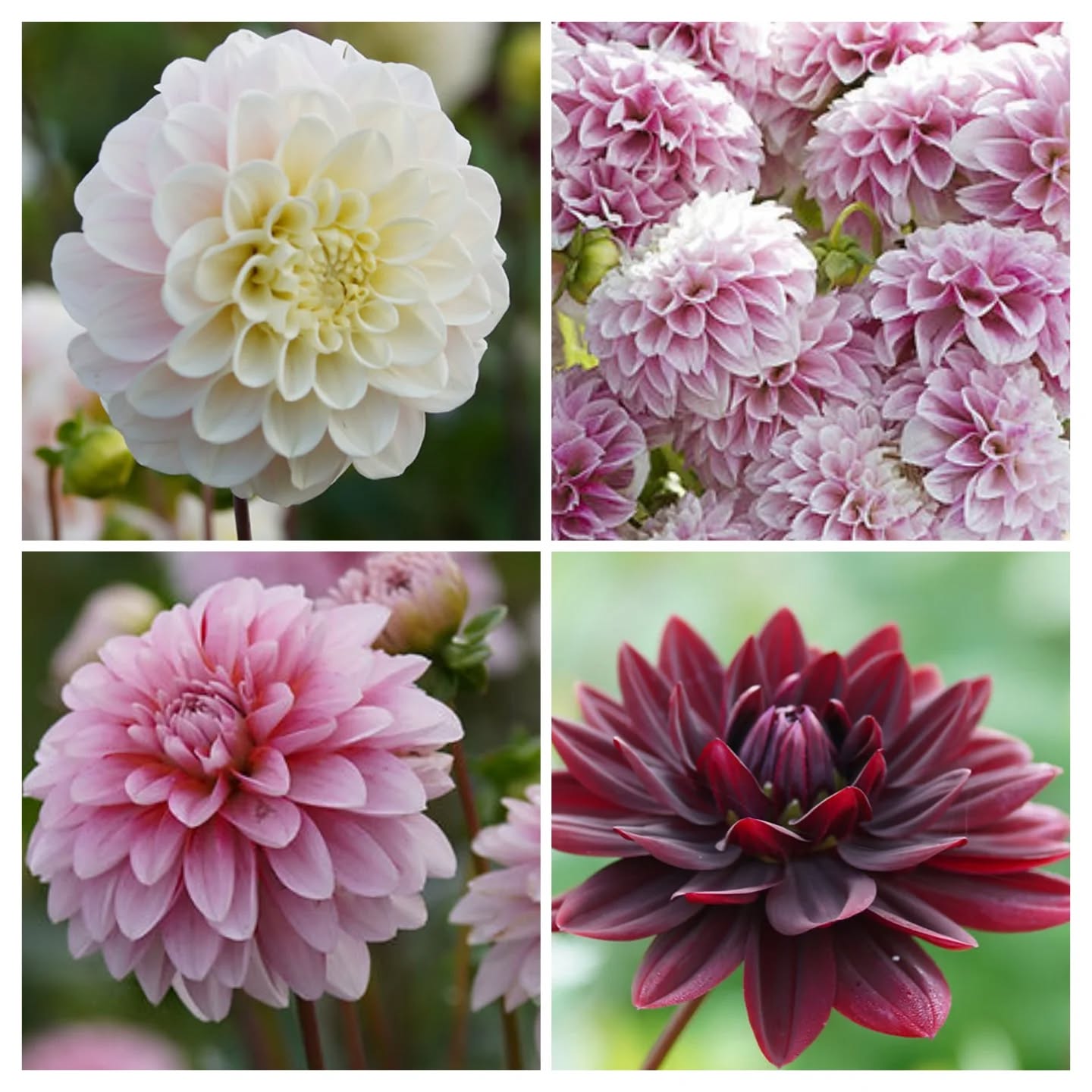 Dahlia's at the ready! It's nearly Dahlia potting season. Have you got yours yet?
Here's a yummy palette of sugary sweet, plum purples we've put together for one of our clients' kitchen gardens so that they can grow their own cut flowers for the house. How beautiful!
Not sure how to look after dahlias? We'll share a guide soon, just make sure you've ordered some as they're only available on a seasonal basis and they're running out rapidly!
#EnvisageGardens
#DesignedByExpertsCreatedByCraftsmen #ExquisiteBespokeLandscapes #WorcestershireGardenDesign
#dahlia #dahlias #horticulture #growyourown #vegetablegarden #kitchengarden #grownnotflown #allotment #allotmentgarden #cutflowergarden #growyourownflowers
