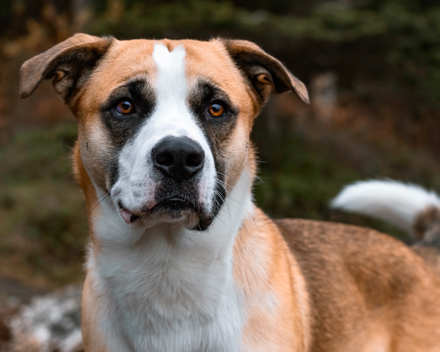 One of the trickiest parts of pet photography is getting the eyes in focus. Cameras naturally tend to lock onto a dog’s nose, and let’s be honest - dogs rarely sit still long enough to manually adjust for their eyes! But the eyes are so important; they tell the story. I always make it a priority to get them just right during every shoot. Dogs may not speak, but their eyes have a language all their own 🤍
#novascotiaphotographer#novascotia#ns#novascotiaphotography#petportrait#dog#dogphotography#dogphotography#dogphotographer#canon#eastcoast#lifestylephotography#pets#animals#photograopher#lifestylephotographer#dogmom#capture