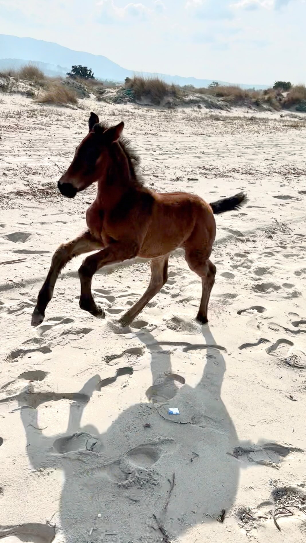 First trip to the beach for our new princess! What should we name her? KWPN X P.R.E
#horsesofinstagram #newbaby #babyhorse #futurestar #littleprincess #kosisland #horseriding #greece