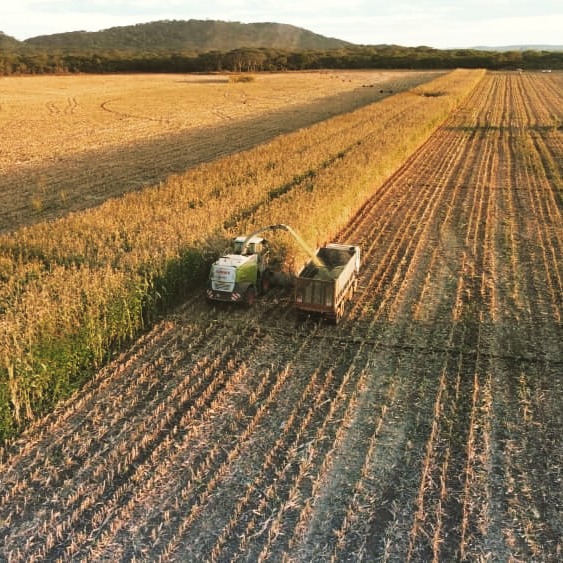 ❗Red Dane Farming is offering 🌾Maize Silage Cutting Services' 🌾using our efficient Claas Jaguar 950 Forager - introduced in the 1970s, and today, it's one of the most popular forage harvester brands in the world!
💡Did you know?
1) The forager we offer has a massive 585 horsepower engine, making it one of the most powerful forage harvesters.
2) The attached Orbis header can handle up to 10 maize rows at once.
3) Our Jaguar Forager cuts 2 tons per minute, making harvesting super-fast but still ensures precise and consistent cutting for high-quality silage!
📧 Get in contact with us today via email for a quote: richard@reddanefarming.com
#reddaneagrisolutions #reddanefarming #wearelivestock #maizesilage #silagecutting #zimbabwefarming #claasjaguarforager #DidYouKnowByRedDane