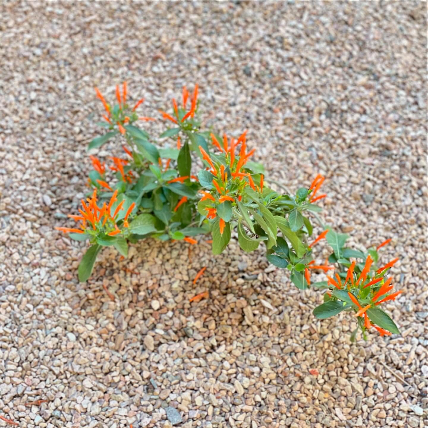 Job: Dwell Apartments
Transforming apartment landscapes into lush, green heavens! 🌿🌟
From tree planting to vibrant plants and efficient irrigation, we create beautiful, sustainable outdoor spaces that residents love🌳💧
.
.
#landscape #landscapephotography #landscapebeauty #beautification #greenliving #apartmentlandscaping