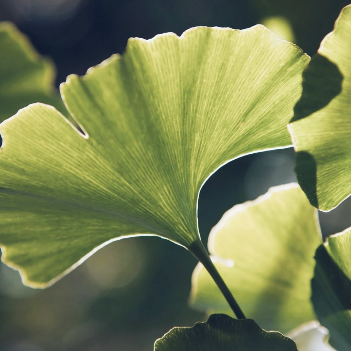 Raynaud’s Awareness Month ✋
Did you know that Raynaud’s phenomenon can cause your fingers and toes to dramatically change colour when you’re cold, anxious, or stressed? It’s more than just a quirky response; it can bring pain, tingling, and numbness too. ❄️💔 Over time, repeated episodes can cause the small arteries to thicken slightly, further restricting blood flow and making matters worse. 😩
Despite being a relatively common condition, the causes of Raynaud’s remain poorly understood, and conventional drug treatments often fall short. But here’s the good news: there are natural options available! 🌱✨
Herbal Medicine, Acupuncture and specific exercises can help to manage the root causes as well as significantly enhance peripheral circulation, helping to lessen both the frequency and intensity of attacks 🙌
If you’re curious about how herbal remedies or acupuncture can support you in managing this condition, let’s chat! 💬 Book a FREE introductory call and discover how you can take control of your symptoms. ❤️🌿