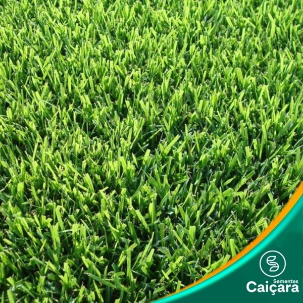 Batatais
Originária da América do Sul, a grama Batatais (Paspalum notatum) também é conhecida popularmente como grama Mato Grosso.
Dentre suas características, apresenta folhas largas e pilosas, de coloração verde escuro e, apesar de produzir sementes, sua reprodução predominante é por propagação vegetativa. Possui hábito de crescimento rizomatoso, com rizomas fibrosos supraterrâneos. É uma variedade resistente a períodos de seca e tolerante a solos ácidos e de baixa fertilidade.
Quanto a sua manutenção, apresenta baixa exigência de adubação e irrigação, porém, requer atenção a frequência de podas durante a primavera e o verão. Devido a sua forma de desenvolvimento, não possui rápida capacidade de regeneração, não sendo indicada para área de pisoteio ou tráfego intenso.
Em função de sua rusticidade, a grama Batatais pode ser utilizada como revestimento vegetal em obras de rodovias, jardins industriais, jardins residenciais e sistemas de lazer de áreas públicas.
Altura de corte: Entre 5 e 8 cm.O ideal serial respeitar a proporção de remoção de 1/3 da área foliar.
Folhas largas e longas verde claro
Obras e pastagens
Bom desenvolvimento em pleno sol
Alta tolerância ao pisoteio
Tolera solos ácidos e de baixa fertilidade
Rústica, resistênte a seca
Alta frequência de podas