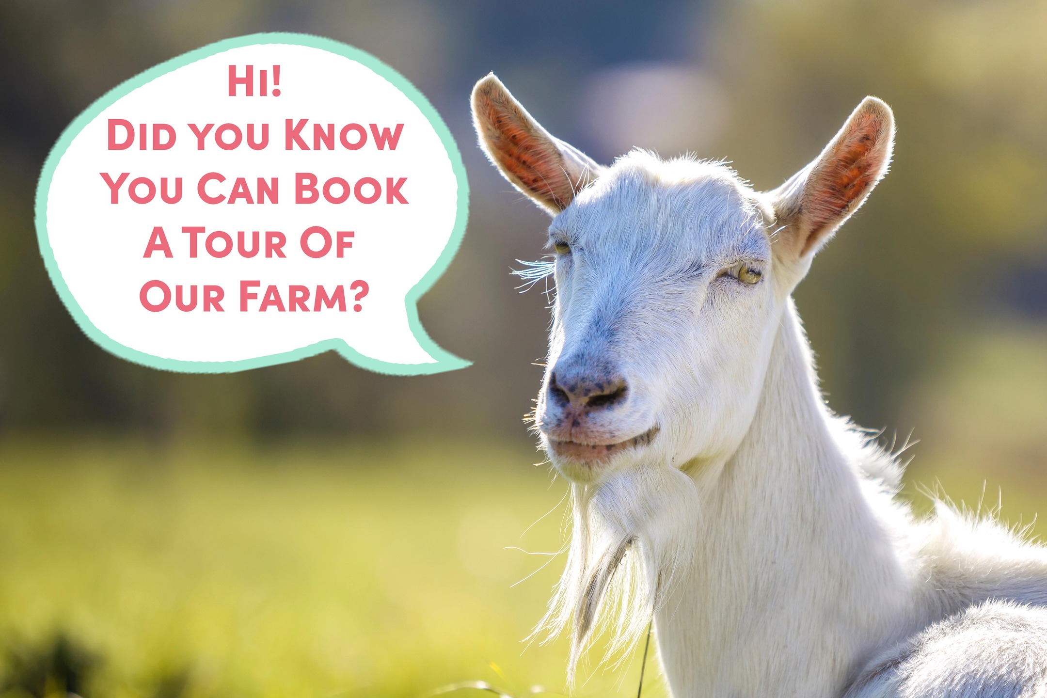 We love to show people around the farm in our comfortable 6-seat golf cart UTV. Book a tour today!
Visit: www.duxburycreamery.com/visit