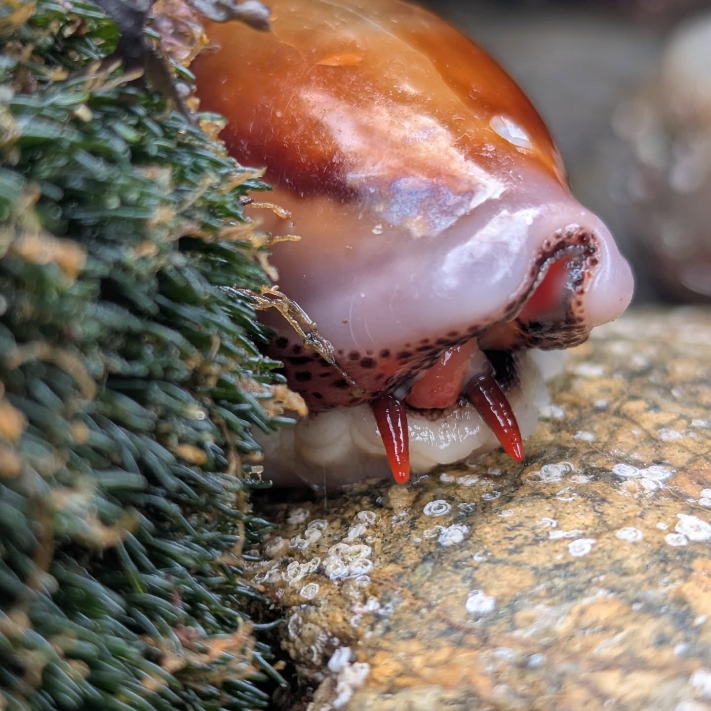 Winter tides are bringing in fun creatures to the cove!
Here is a Chestnut Cowrie found in our tidepools this past week!!
Chestnut cowries are a sea snail. It is the only native species of cowrie found in eastern Pacific Ocean 🐌❤️