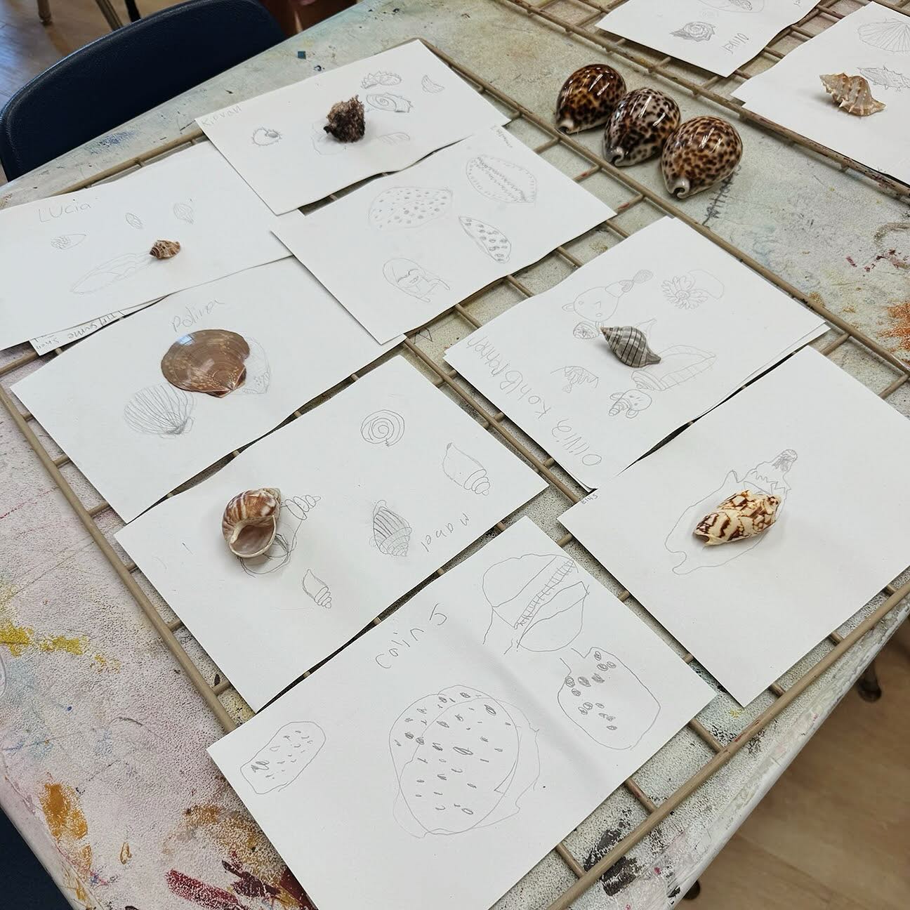 Shell study through drawing
#sfschoolhouse