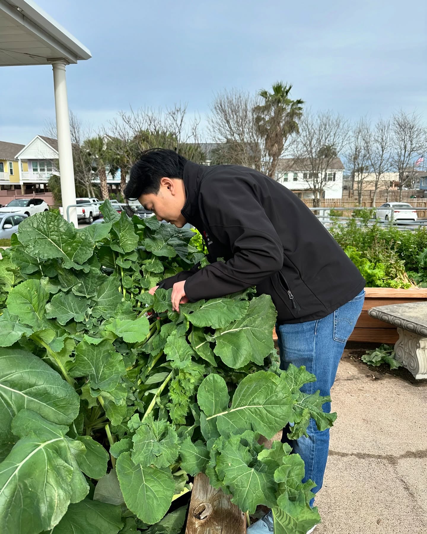 some recent harvest photos featuring our event coordinator @rays_anatomyy 🥕🥬 our veggies are donated to the Galveston community fridge to help feed our community!