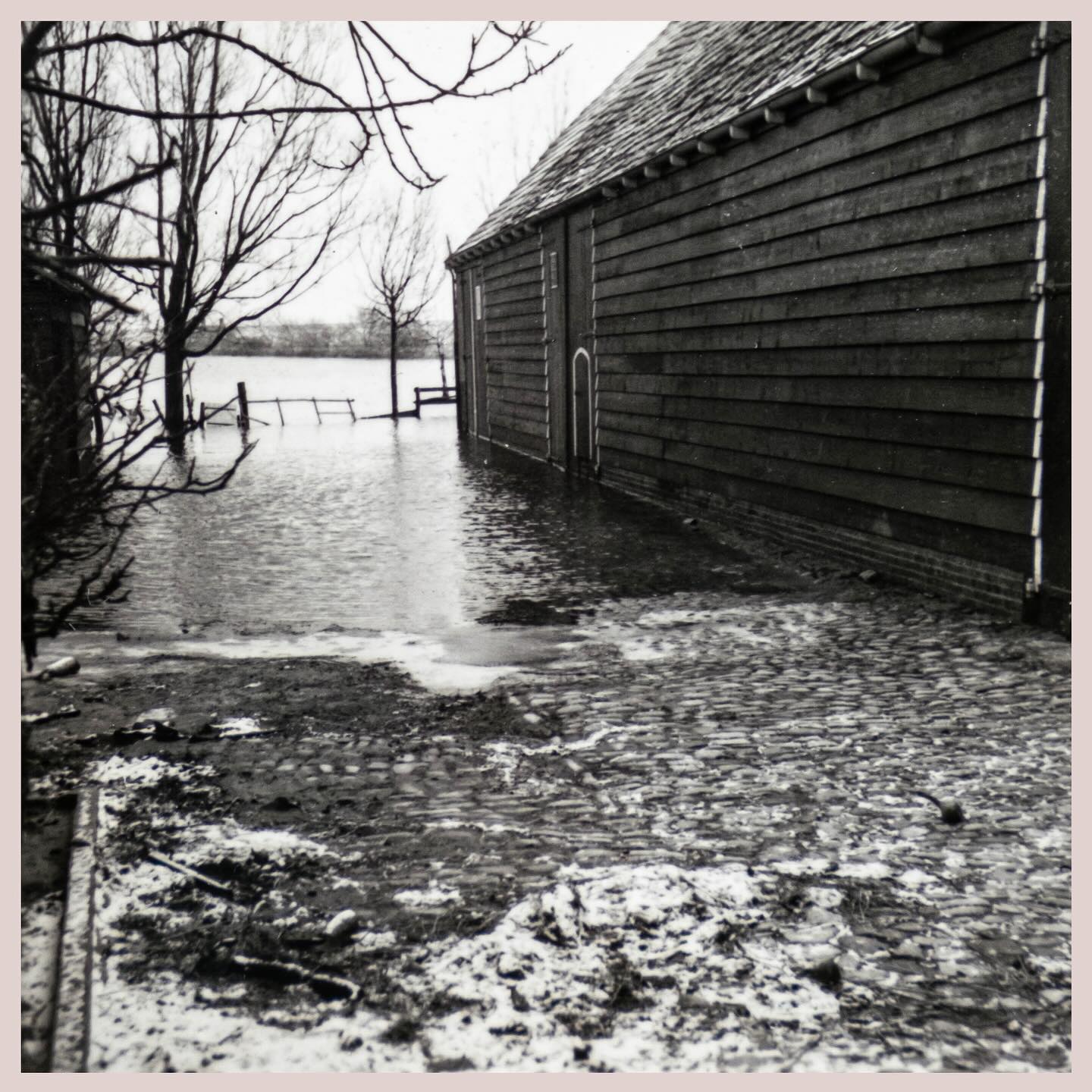 1 februari 1953: een eind verderop breekt de dijk door. Bij boerderij Zorgwijk staat het zoute water 1,5 meter hoog. Alle varkens, kippen en konijnen verdrinken. De paarden en de koeien zijn gered. Alle bomen zijn dood. Op één na. Maar dat is een ander verhaal. 🌳
#watersnood #zeeland #ellewoutsdijk