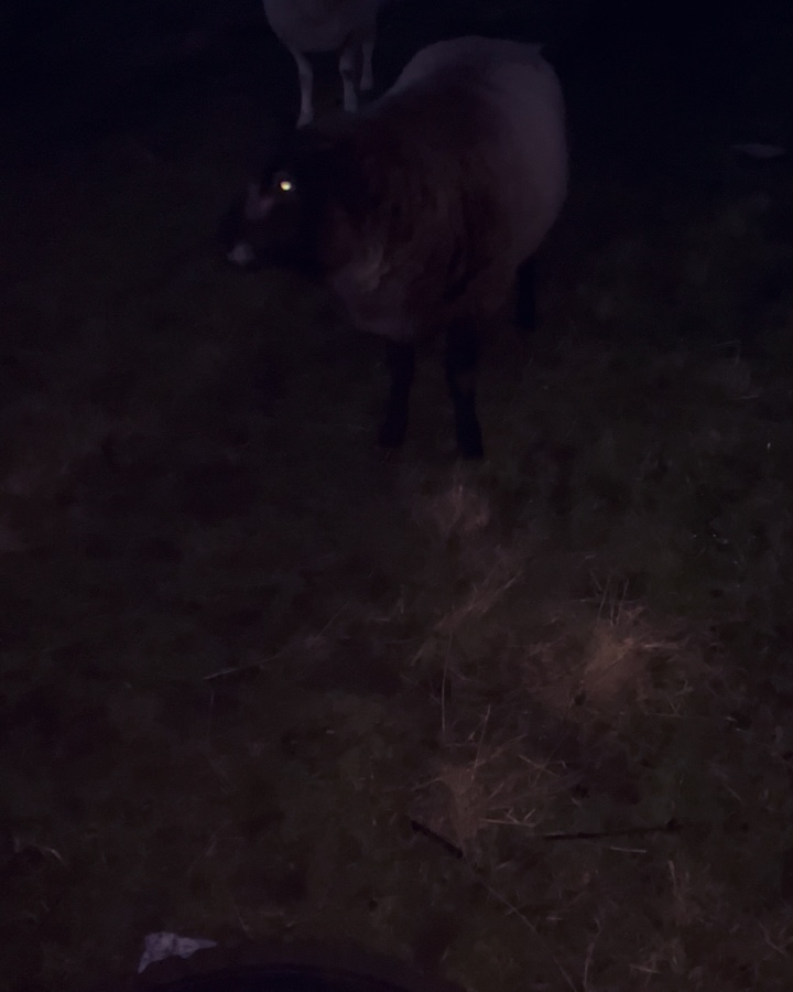 Training with the lads 🐑🐑🐑🐴🐴
#kidneyhealthforall
#sheep #horse #bros #adv #training #tyrehaul #fsgs #kidneytransplantrecipient