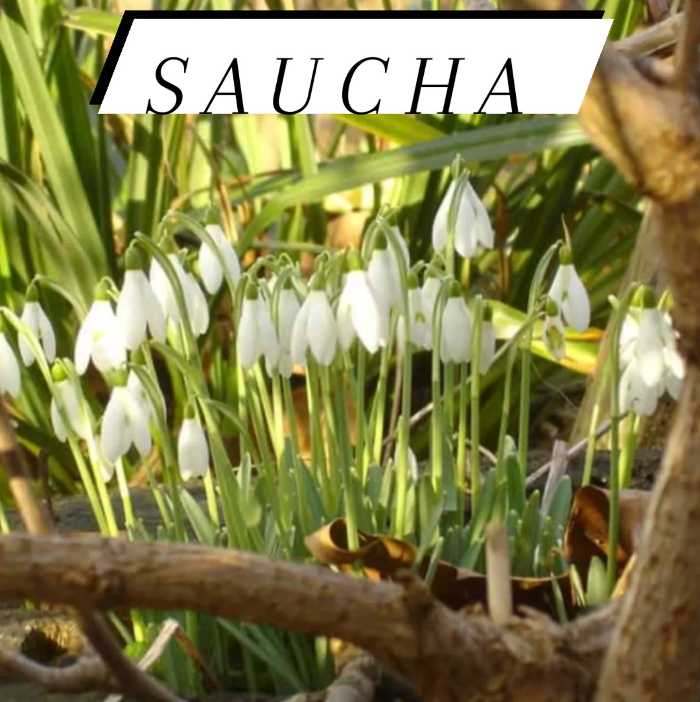 What is Saucha?
Saucha is translated as Purity.
đ€ Saucha is a practice đ€
Purity nurtures the consistent and loving intention as we come to know and accept our true inherent Devine Nature...
Your " True Self "
Here are 5 ways you can practice Saucha
â€Declutter: This one is challenging for some đ„°
Start with clearing and organising your desk or area at work.
At home, slowly declutter.
If you work from home, you have a head start! đ„°
Pick an area, closet, countertop, or room and begin there.
Before you know it, you will have far less stress thanks to an open and organized environment.
đ§Ą Eat clean:Â Know you body's likes and dislikes. We are all perfectly unique there. Observe what you put inside your body, and look for ways to enjoy pure and nutritious foods.
đ On the mat:Â Cleaning your yoga mat, and even using a pleasant scent on your mat between asana practices, goes a long way. Just a few drops of your favorite essential oil can open up a deeper practice, by offering a pleasant point of focus.
đ Breathe:Â pranayama is an effective way to cleanse and purify within. Practice of Nadi Shodana Pranayama will clear your internal energy channels and cleanse your nervous system.
đ Meditate:Â what better way to declutter the mind than daily meditation. Practicing any form of meditation helps calm and clear your head, recenter, and gives you glimpses of pure stillness.
đBathe: In a tub, shower, lake, ocean, waterfall, or river.
Submerge your self... you can even take a Yogic Shower đż
What is a yogic shower? đ€
đż It's glorious đż
Adjust the water temperature to about 2 degrees colder than the air around you. Then, with a long spine, allow the water to run from the center of your crown... over your temples... ears...and down the back of your neck.
Position yourself so that you can Breathe slowly and deeply.
Yogic Showers are amazing, to balance your prana after you have been around a lot of energy. đ
Embrace where you are, you are here for a reason.
đ€
Want to learn more?
Join us for class online or in person. You can reserve your space at HealthyLifeYoga.com
or by calling us at 804-437-0608
đ€đđ€
#HealthyLifeYoga #yoga #studio #practice #midlothian
