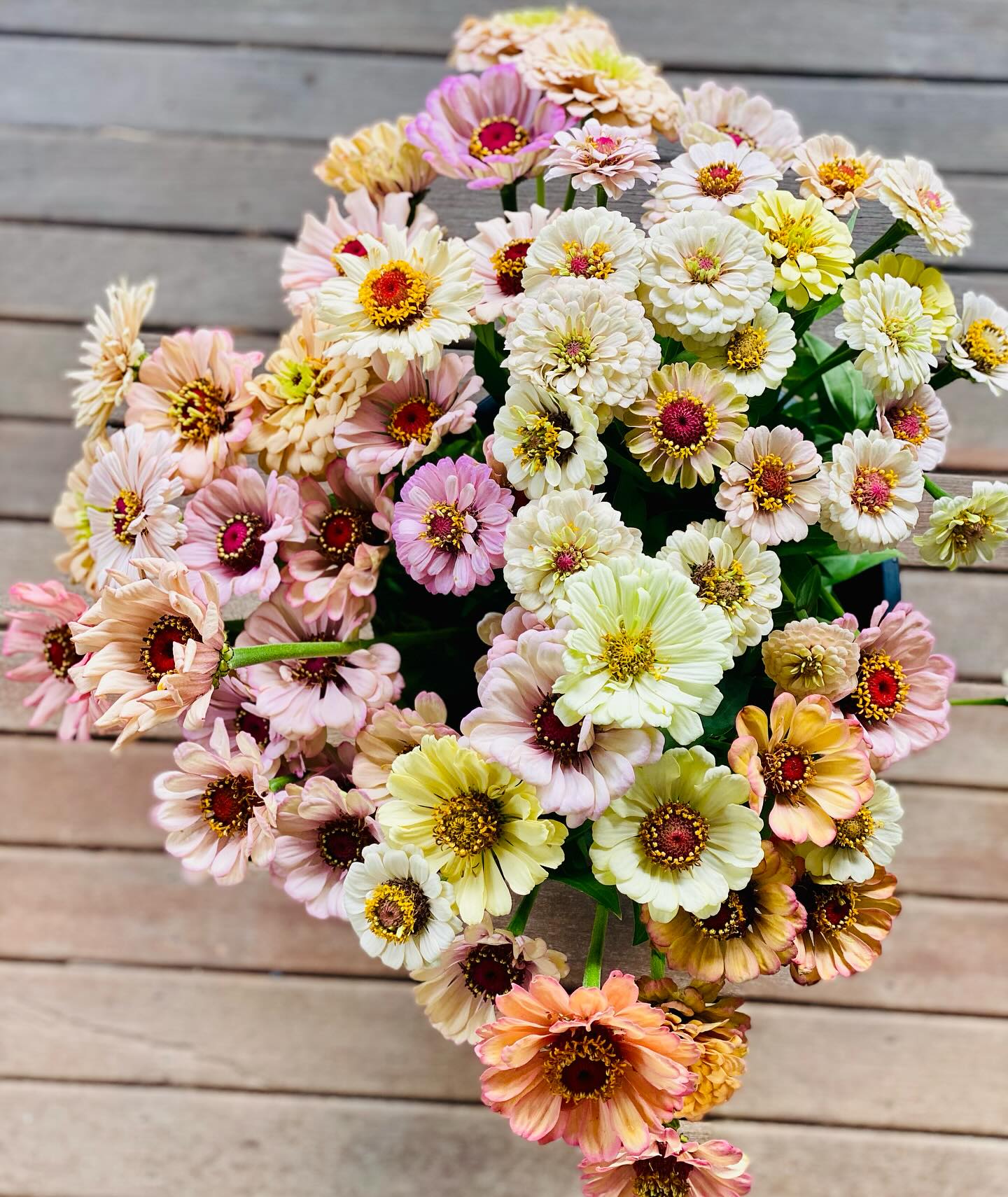 Floret zinnias ✨
So many shapes and shades of pastel dreamy goodness. If I only just grow these, my cup of flowery wonderfullness will be full.
#imustgrowflowers #imustgrowzinnias #newcastleflowerfarm #newcastlenswaustralia #summerdreams