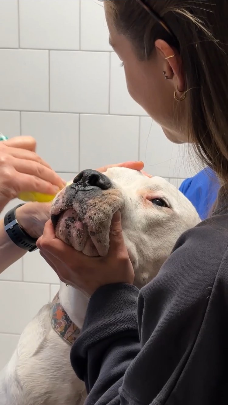 Alguna vegada havies vist una úlcera en l'ull 👀d'un gos?
Les úlceres oculars són una de les afeccions més comuns en els ulls dels gossos i poden causar molt de dolor i molèsties. Es produeixen quan hi ha una ferida a la còrnia, la capa transparent que protegeix l’ull. Aquestes lesions poden ser superficials o més profundes i, si no es tracten a temps, poden empitjorar i fins i tot comprometre la visió del vostre animal.🐕
Els símptomes més habituals d’una úlcera a l’ull són:
✔️ Llàgrimeig excessiu
✔️ Enrogiment de l’ull
✔️ L’animal es frega l’ull o el manté tancat
✔️ Sensibilitat a la llum
✔️ Secrecions oculars
Si observeu algun d’aquests signes en el vostre gos, és important portar-lo al veterinari al més aviat possible.🏥🩺
Les úlceres oculars poden ser causades per rascades, cossos estranys, infeccions, trastorns de la llàgrima o fins i tot per factors genètics en algunes ra amb ulls prominents, com els Buldogs, Carlins o Shih Tzus.
El tractament dependrà de la gravetat de la lesió. En casos lleus, s’utilitzen col·liris antibiòtics i cicatritzants, però en casos més greus pot ser necessària una intervenció quirúrgica per protegir l’ull i afavorir la curació.
Les úlceres oculars poden evolucionar ràpidament, i per això és fonamental no esperar. Si teniu dubtes o voleu més informació, estarem encantats d’atendre-us!