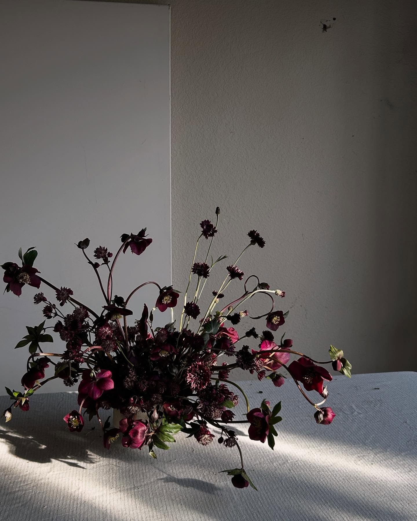 Emo at heart 🖤 made this with to help me process everything that is going on politically.
I know many of you are friends who are here for the flower content but I feel the need to stand up for my communities. The attacks on immigrants and the LGBTQ+ communities is suppressing, unjust, and inhumane. I grew up as a child feeling the oppression and discrimination, I’ve known it my whole life. It took a very fucking long internal process to gain confidence and stand up for myself and others. I ask you as a friend to stand up and protect those who need it now more than ever.