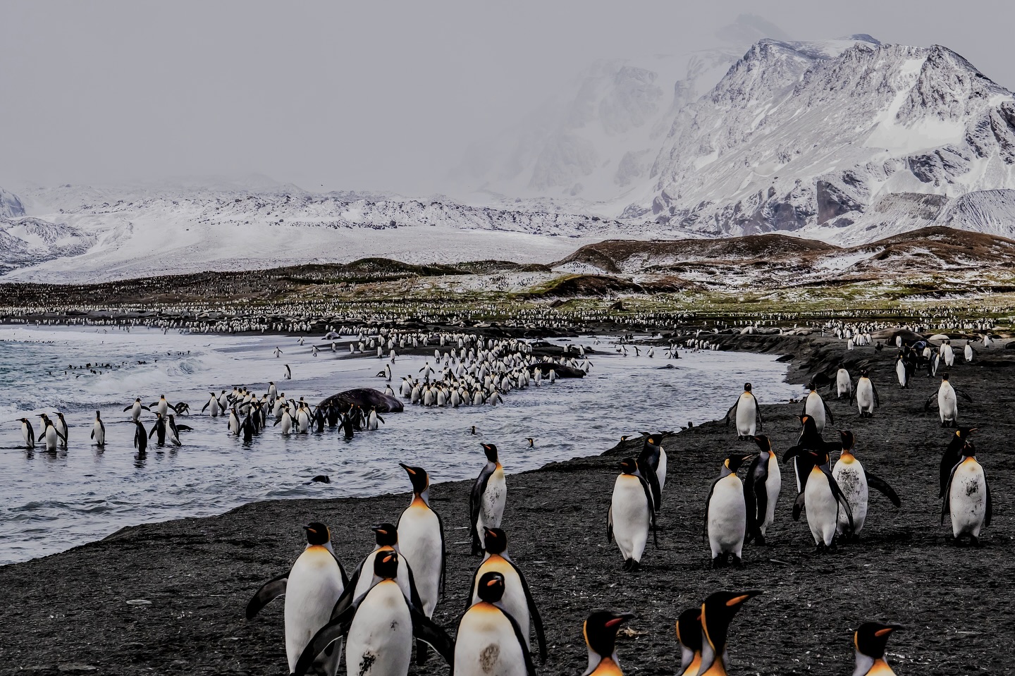 Blanc. Noir. Une touche d’or. 🇬🇸🐧
#southgeorgia #manchotroyal #penguin #wildlifephotography #lumix #natgeoyourshot