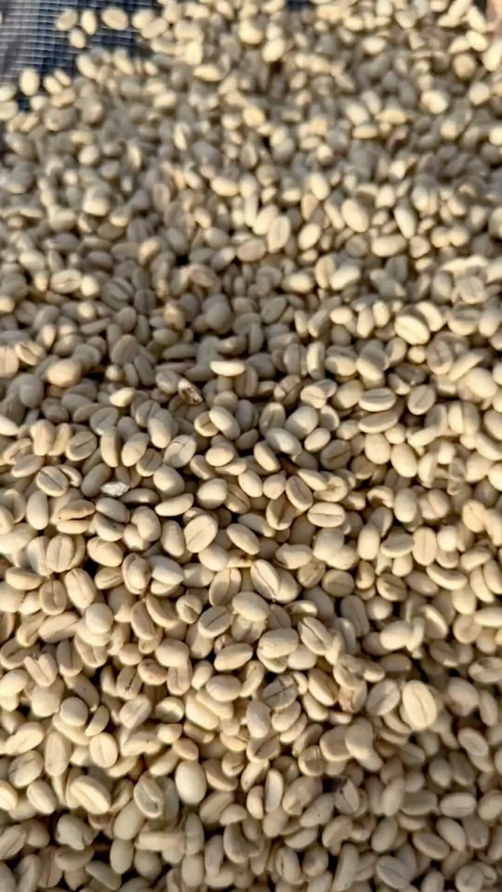 📬🥄 You’re invited to cup with us during World of Coffee Dubai (Feb. 10 -12). We’ll have 25+ of our farming group’s new harvest lots on the table at booth Z4-G10. You’ll get a chance to try coffees with cupping notes ranging from orange creamsicle to jasmine to watermelon and more! 🍊🪻🍉
🔗 Sign up using the link in our bio 🔗
📌 Cupping days & times:
Monday & Tuesday (2/10 & 2/11) at 11:00, 13:30 & 15:30
Wednesday (2/12) at 10:30, 12:30 & 14:30
#greencoffee #specialtycoffee #nicaragua #naturalprocess #swisswater #thirdwavecoffee #anaerobiccoffee #pacamara #worldofcoffee #directtrade #directtradecoffee #wocdubai #coffeeprocessing #sustainablecoffee #dubaicoffee #coffeeroaster #coffeesorting #coffeeroasting #coffeefarm #dubairoaster #goldmtncoffee #coffeefarmers #coffeefermentation #carbonicmacerationcoffee #nicaraguancoffee #wocdubai2025 #dubaispecialtycoffee #microlotcoffee #asmr #dubaicoffeeroasters