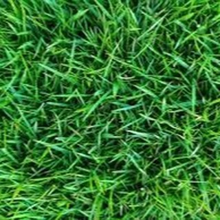 Coreana
Originária da Ásia, a grama coreana (Zoysia tenuifolia) é altamente valorizada para uso em jardins orientais ornamentais, tradicionalmente utilizada devido a sua beleza e delicadeza.
Esta gramínea se desenvolve bem em pleno sol, apresenta hábito de crescimento estolonífero-rizomatoso, possui folhas de coloração verde intenso, estreitas, curtas e pontiagudas, que juntas formam um gramado com alta densidade foliar.
A grama coreana requer solos de alta fertilidade e exige atenção especial à sua manutenção, principalmente no quesito poda, uma vez que essa grama apresenta como característica peculiar, a formação de pequenos montículos quando a roçada não ocorre de forma regular. Esses montículos são associados ao seu crescimento rizomatoso e à alta densidade foliar. Contudo, podem afetar a aparência desejada do gramado e dificultar podas posteriores a sua formação, por isso, é indicado o uso de roçadeiras helicoidais para manter a perfeição que esse gramado proporciona.
Altura de Corte: Entre 2 e 3 cm.O ideal seria respeitar a remoção de 1/3 da área foliar.
Folhas estreitas, curtas e bem verdes
Paisagismo, rodovias e campos
Bom desenvolvimento em pleno sol
Tolera pisoteio
Baixa resistência ao frio
Média frequencia de podas